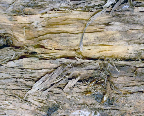 Dry Rot