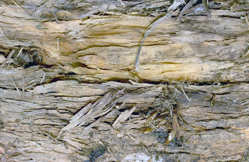 Dry Rot