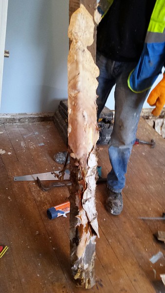 Solum Upgrade and Dry Rot works