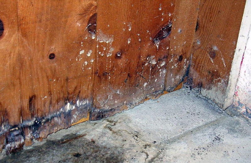 Wet Rot