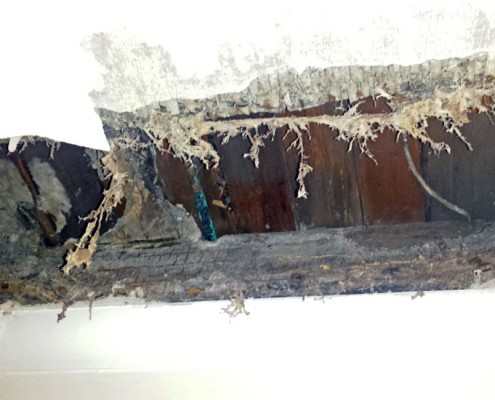 Dry Rot