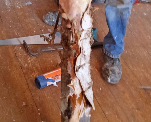 Dry Rot