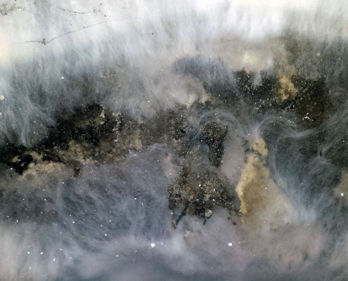 Dry Rot