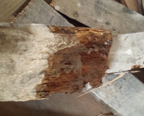 Wet Rot Wet Rot