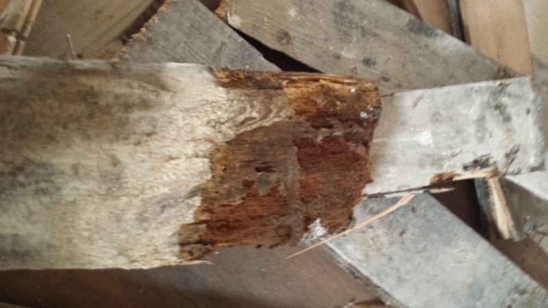 Wet Rot