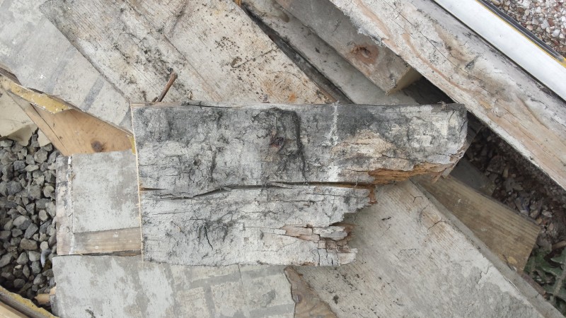 Wet Rot