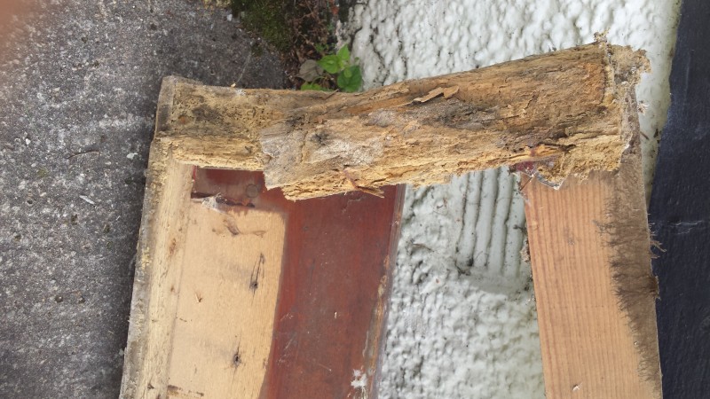 Wet Rot