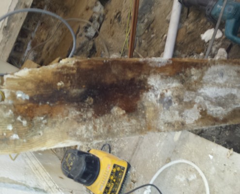 Wet Rot Wet Rot