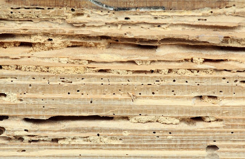 Woodworm