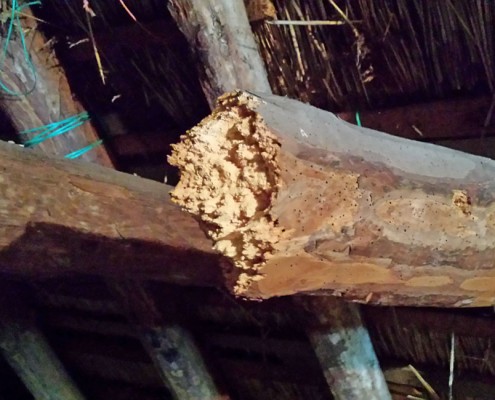 Woodworm Woodworm