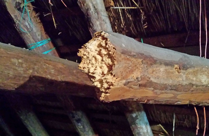 Woodworm